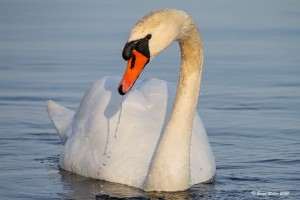 Höckerschwan