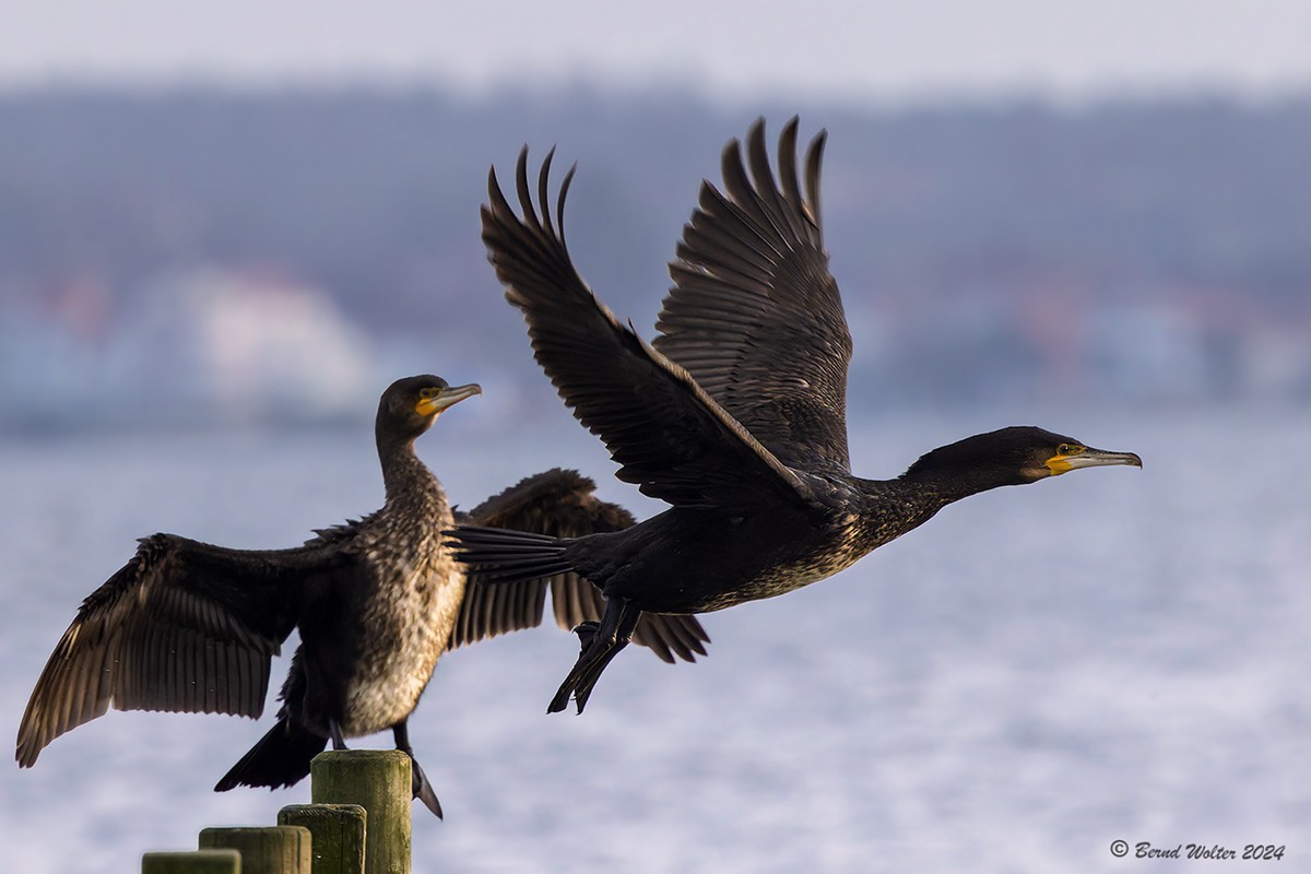 Kormoran-1