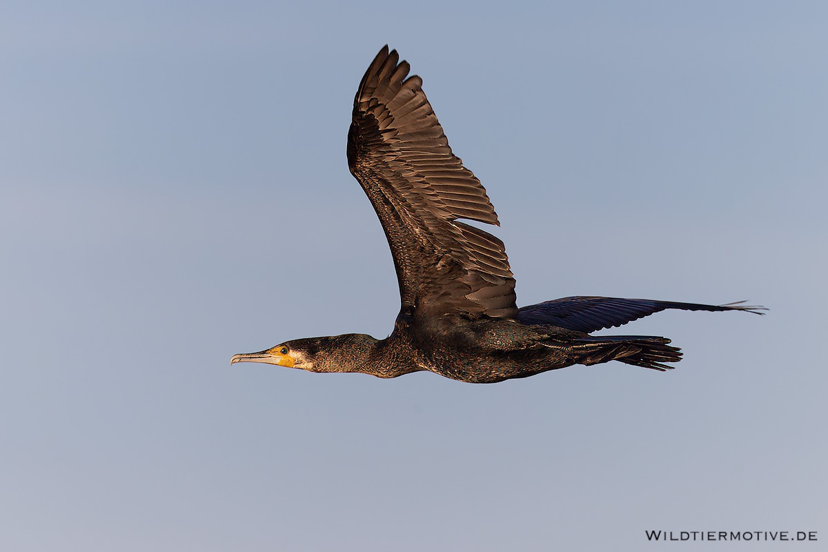 Kormoran 3