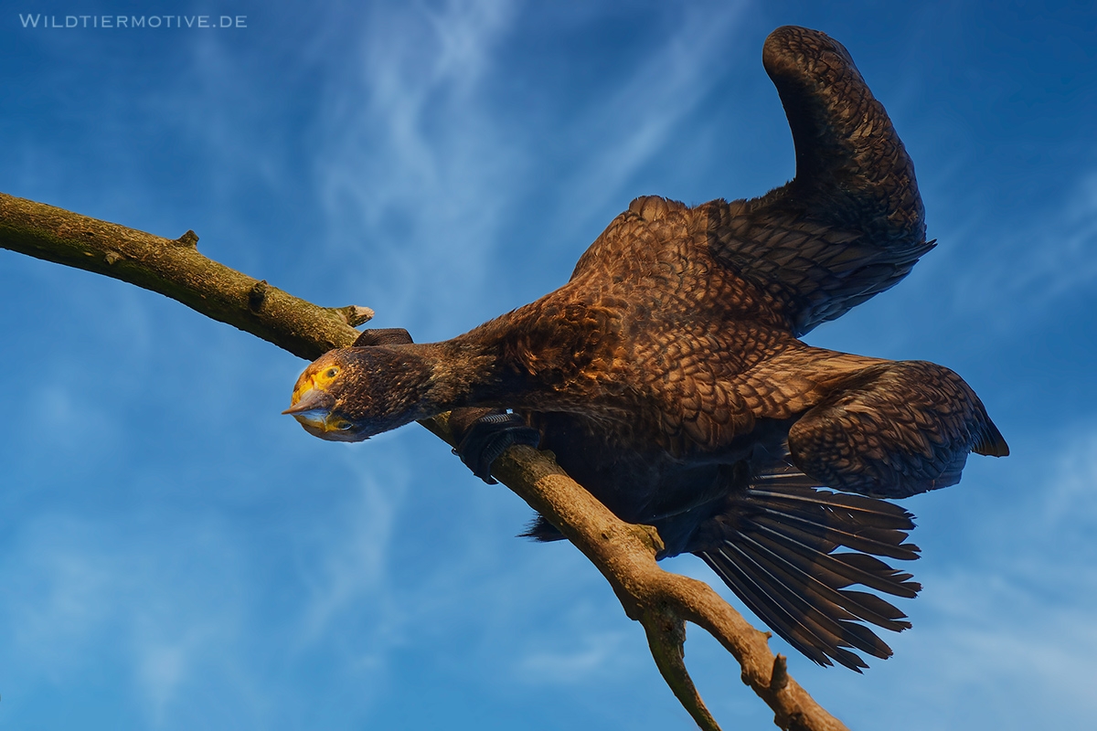 Kormoran-5
