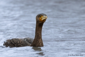 Kormoran