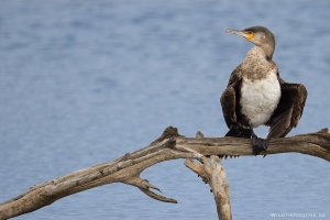 Kormoran 4