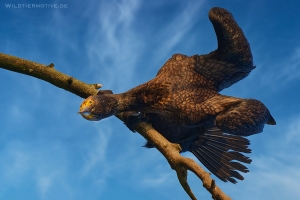 Kormoran-5