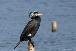 Kormoran 6