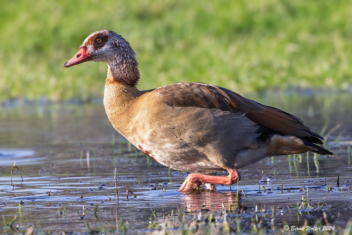 Nilgans 1
