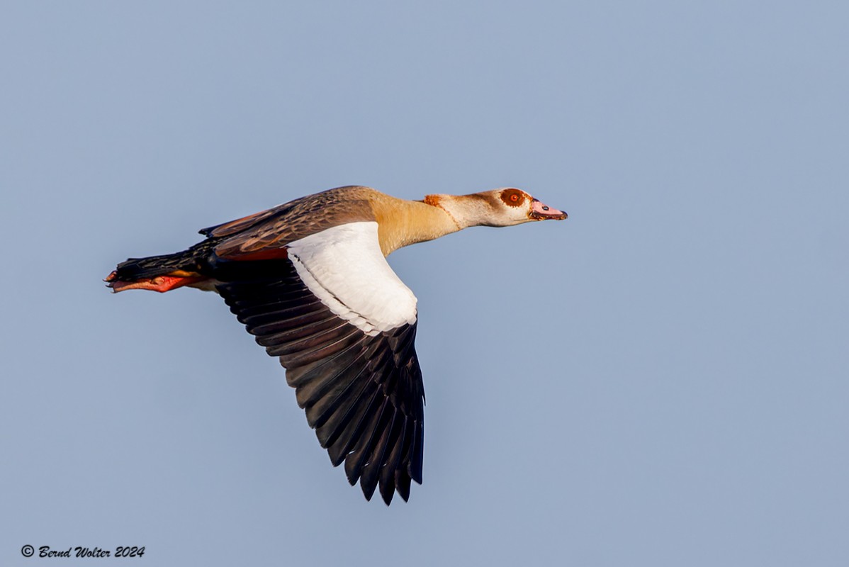 Nilgans 2