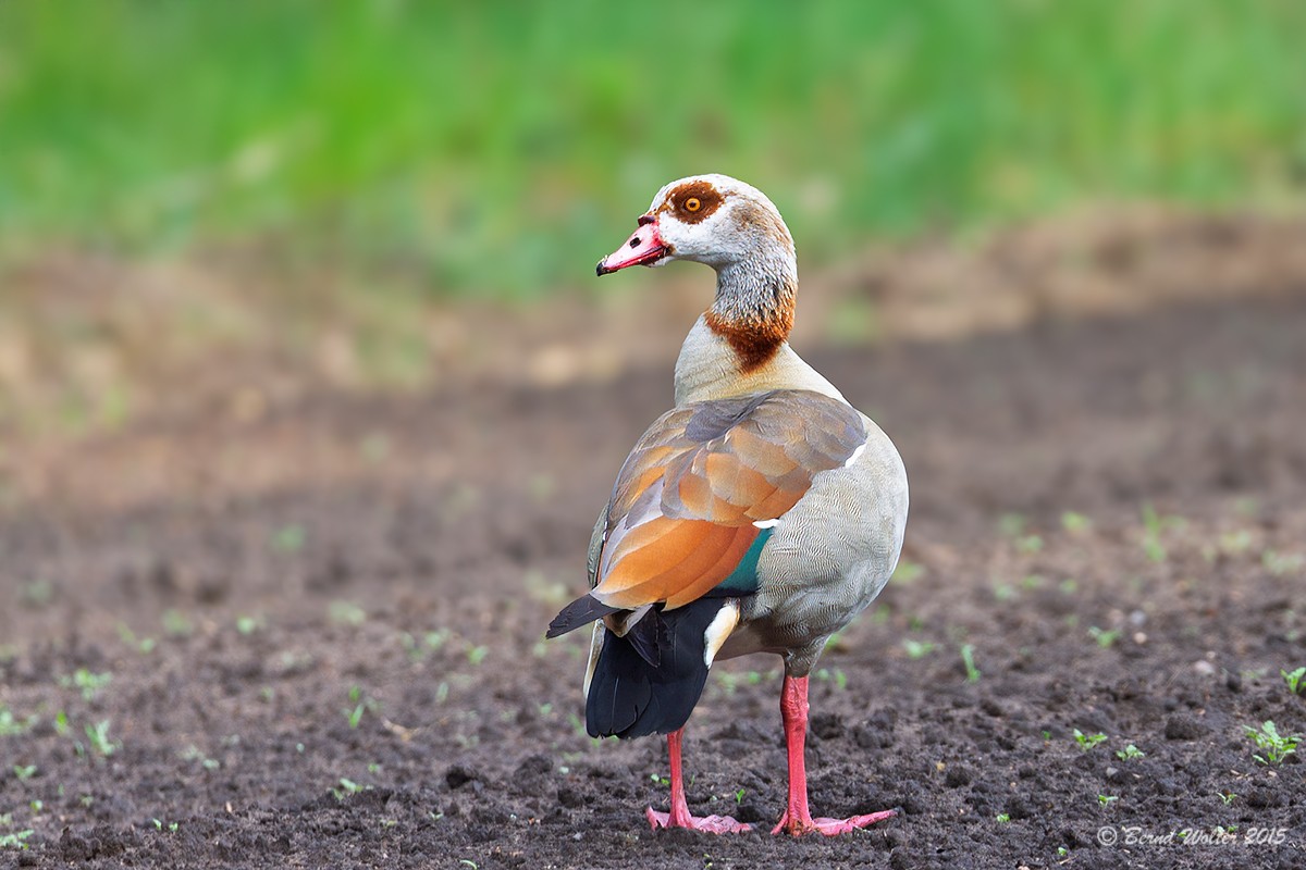 Nilgans 4