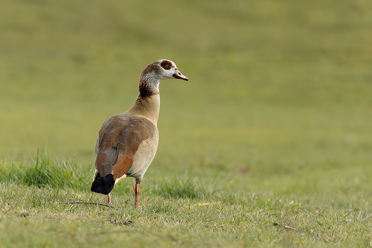 Nilgans 6