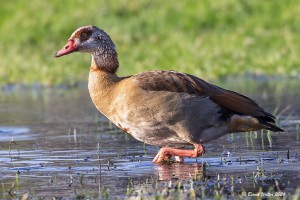 Nilgans 1