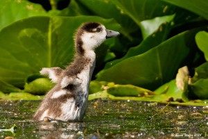 Nilgans 3