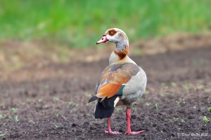 Nilgans 4