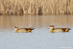 Nilgans 5