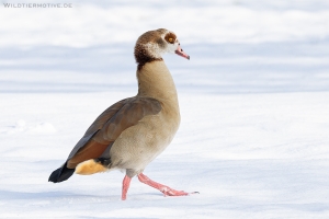 Nilgans