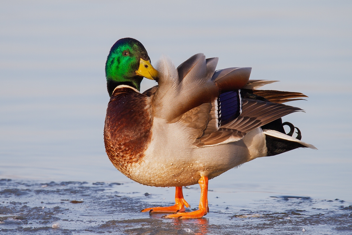 Stockente 4
