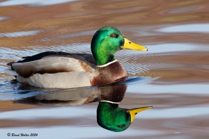 Stockente