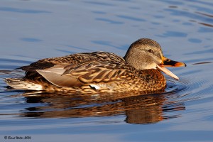 Stockente 2
