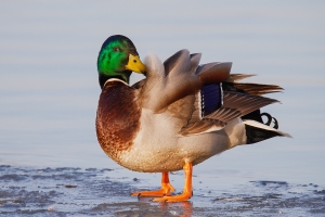 Stockente 4