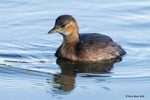 Zwergtaucher