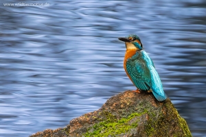 Eisvogel 9